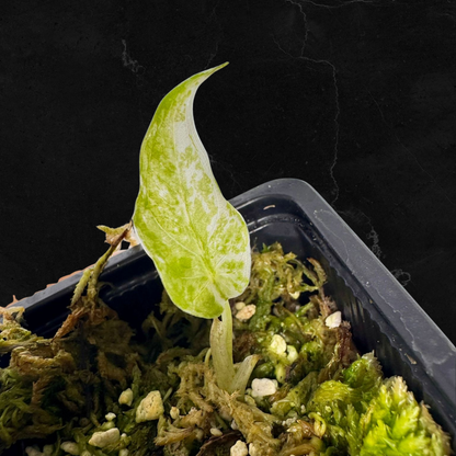 Alocasia Cuculatta « Wagyu » Albo Variegata - Tronçon (1/2 petites feuilles)