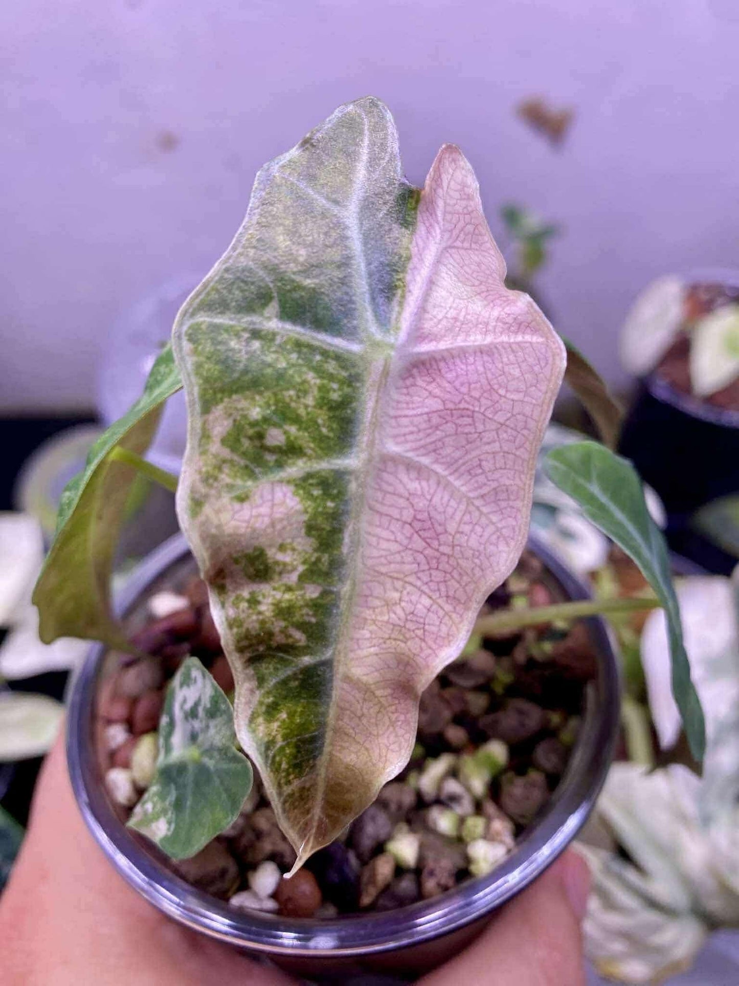 Alocasia Bull Pink Variegata - Bulbe