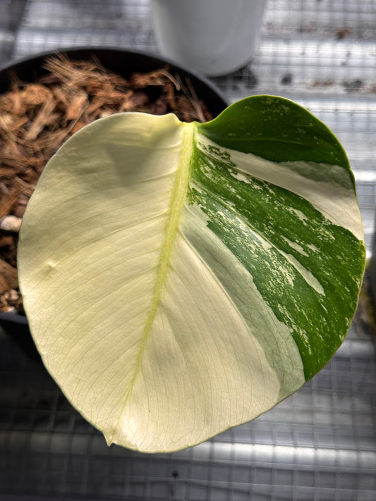 Monstera Jungle Mint