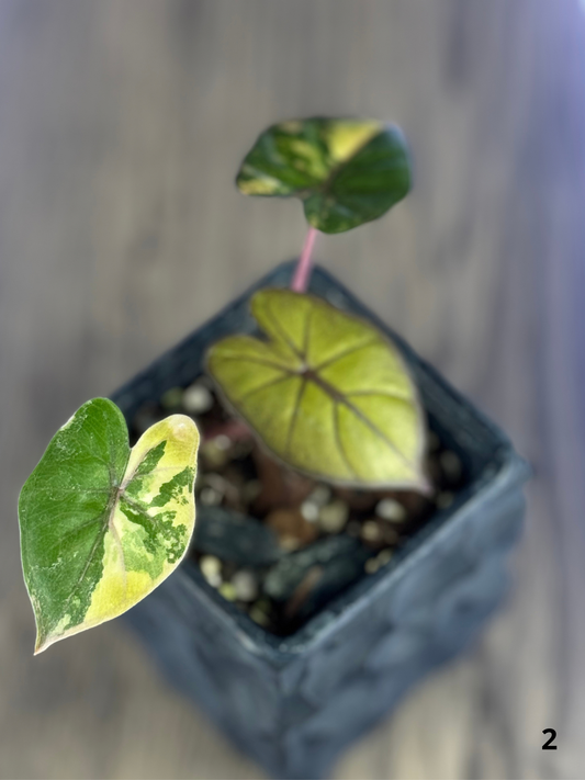 Alocasia Yucatan Tricolor Pink