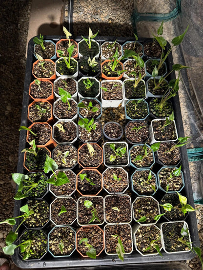 Bulbe Alocasia Cucullata « Ckrinkless » Albo Variegata - Livraison 30 jours