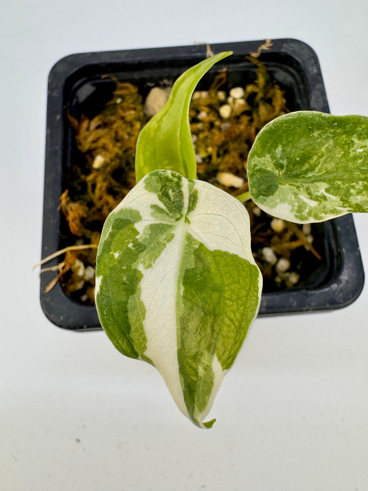 Alocasia Cuculatta « Wagyu » Albo Variegata