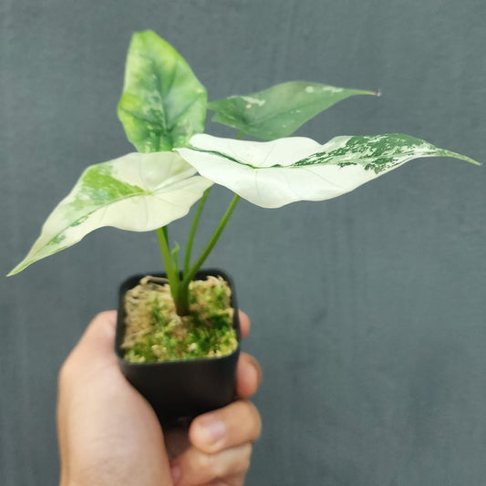 Alocasia Simpo Albo Variegata - Précommande Green and White Plants