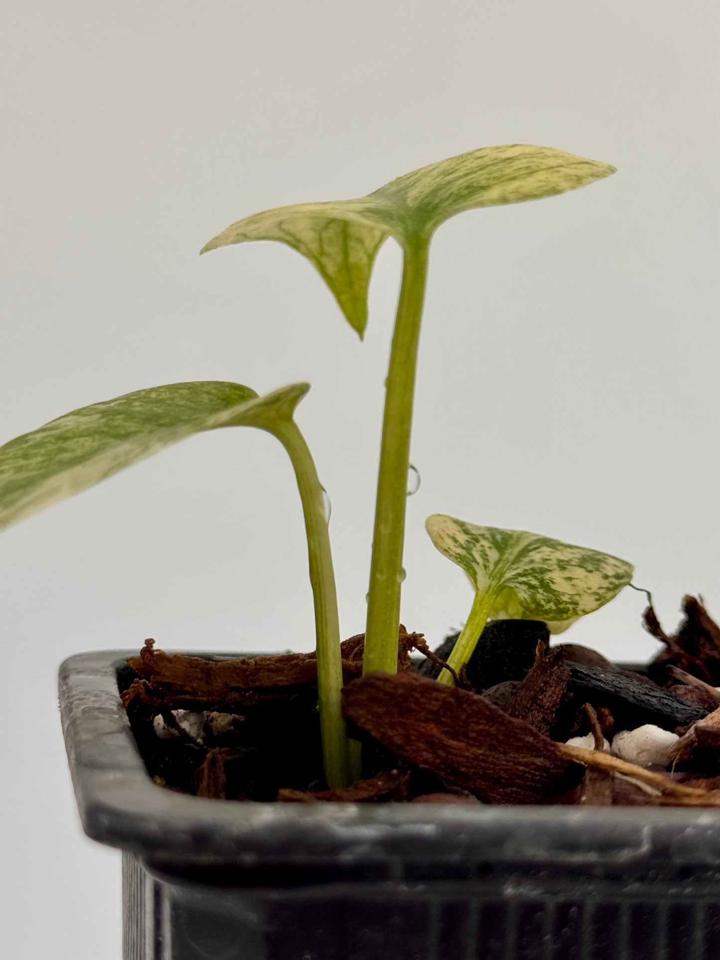 Substrat Tissue Culture Professionnel