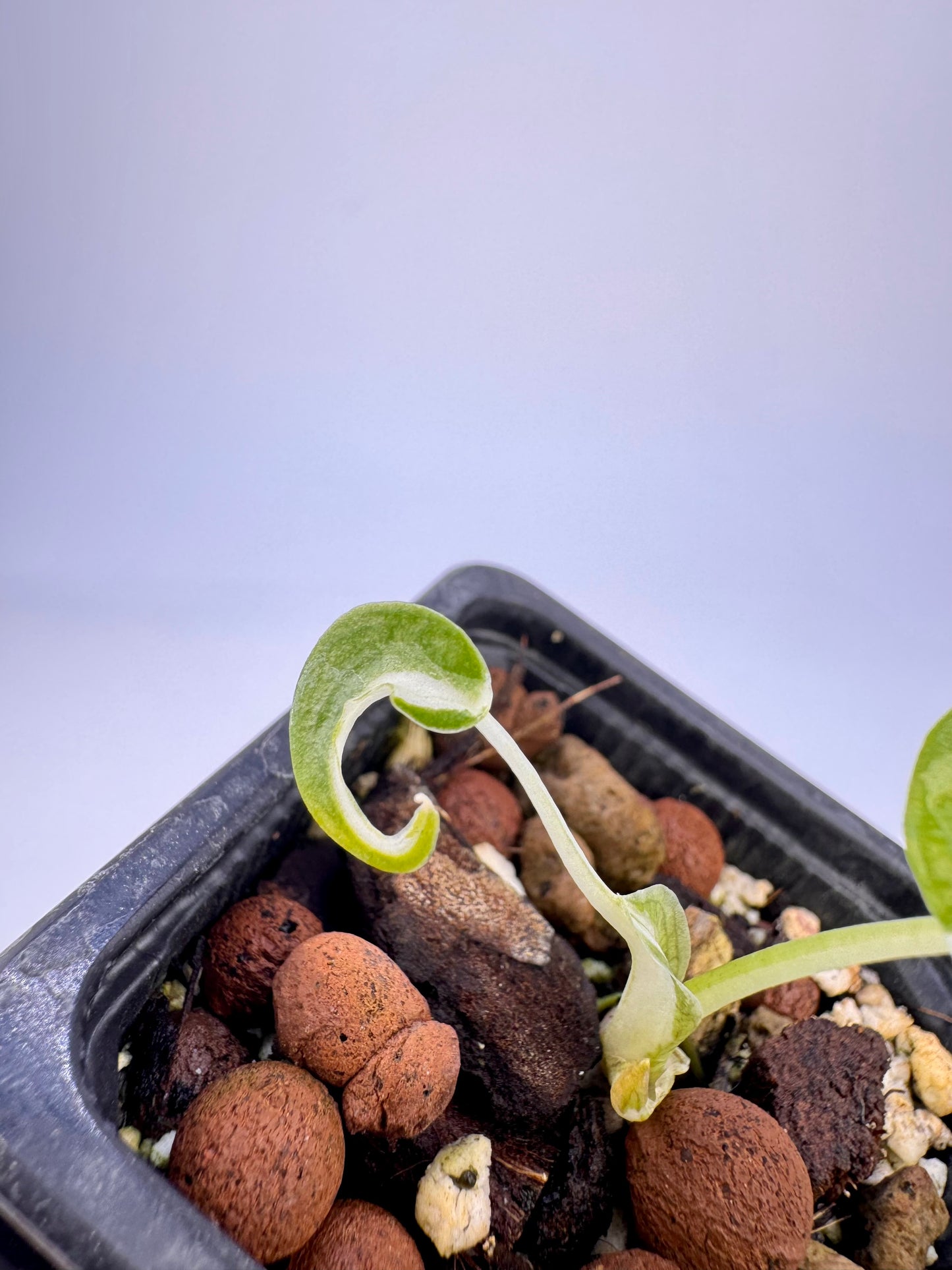 Alocasia Cuculatta « Wagyu » Albo Variegata