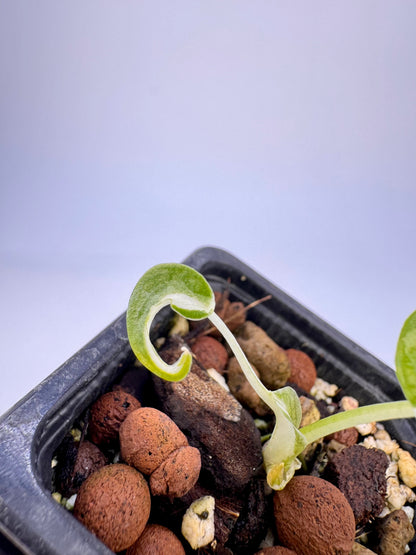 Alocasia Cuculatta « Wagyu » Albo Variegata