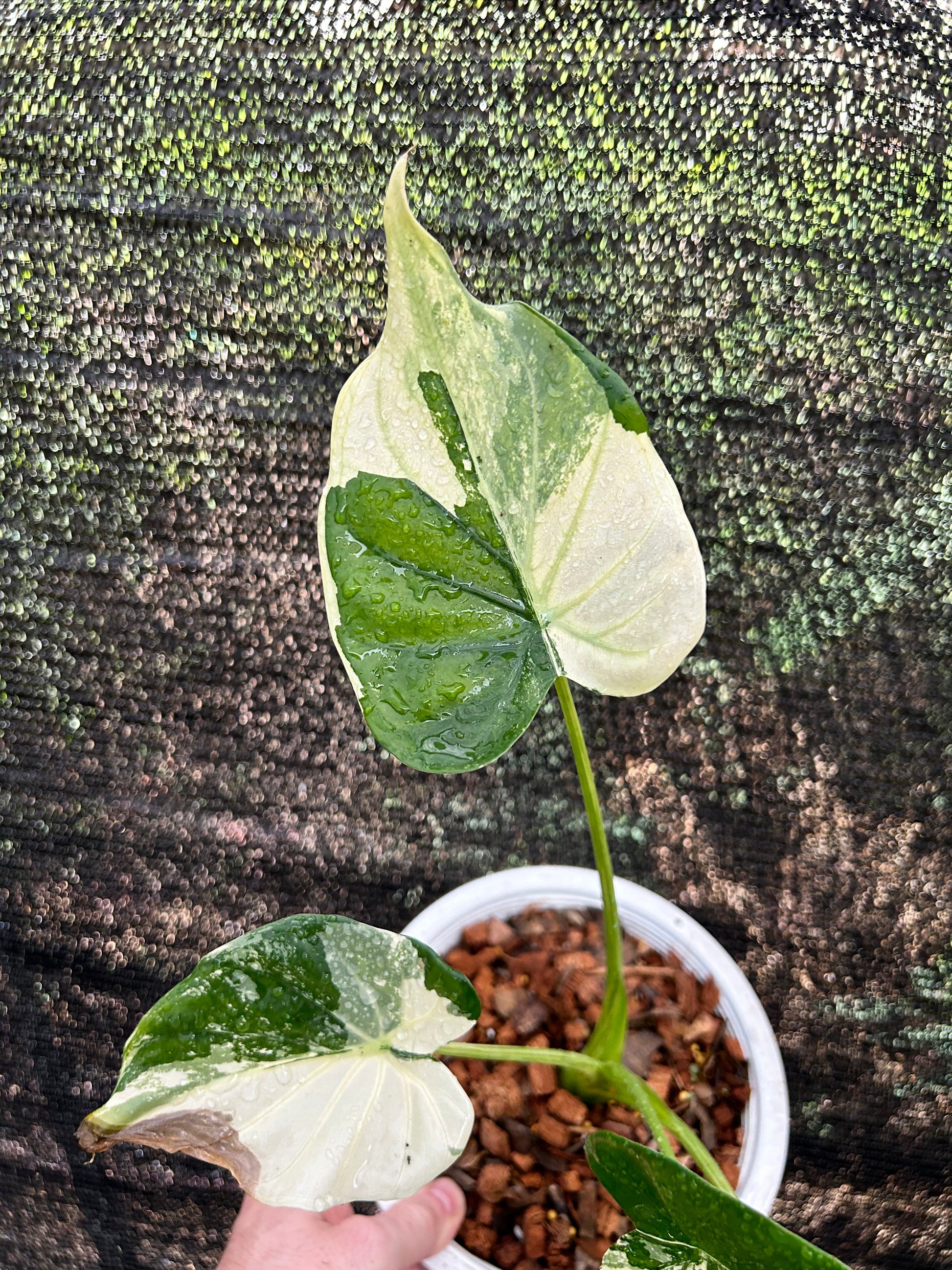 Alocasia Cucullata Albo « Wagyu » Variegata Green and White Plants