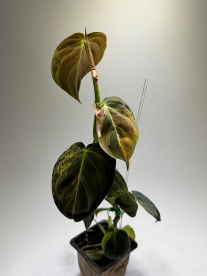 Philodendron Melanochrysum Variegata
