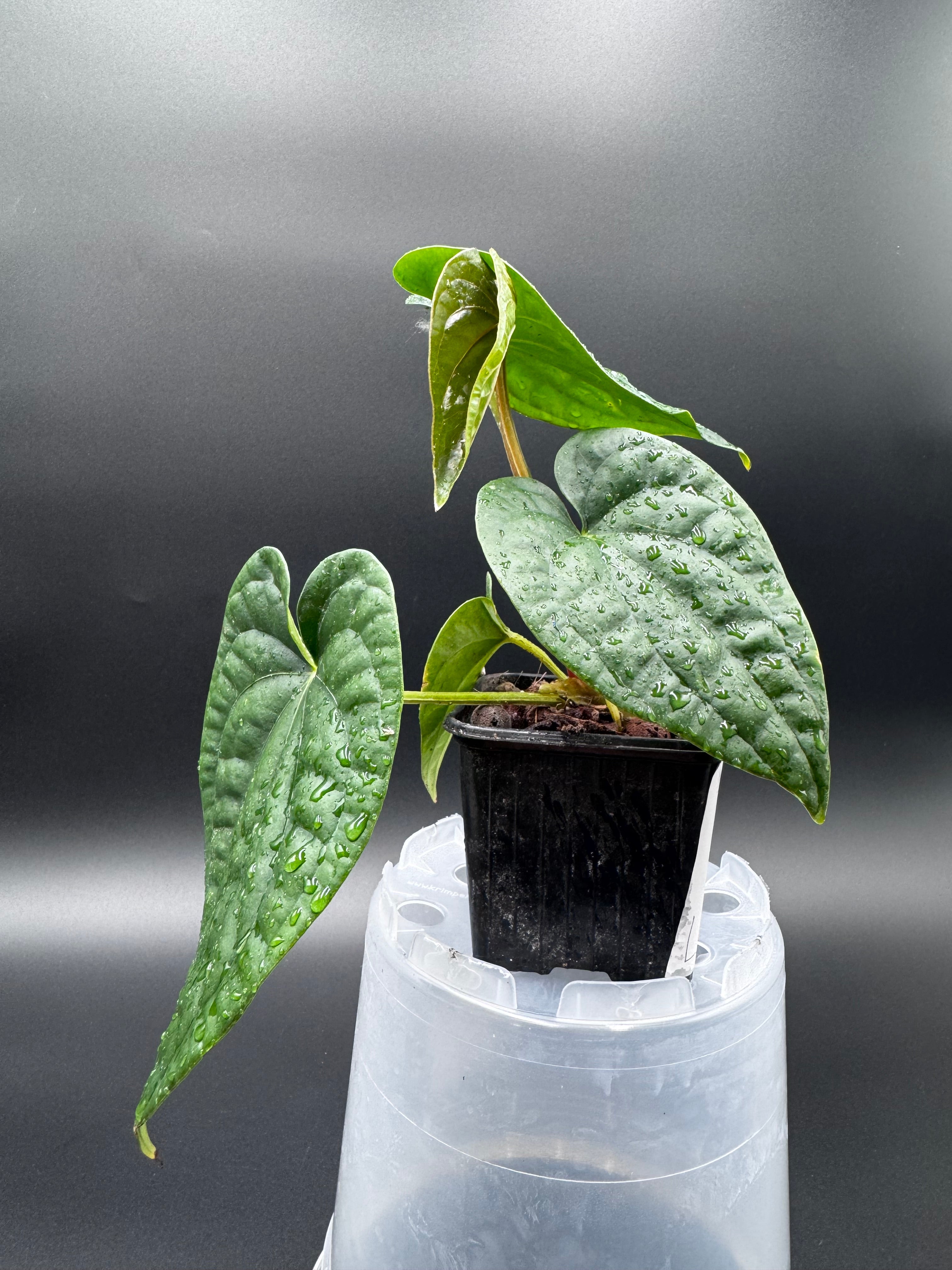 anthurium forgetii x luxurians アンスリウム Anthurium Forgetii x Luxurians – Green and White Plants