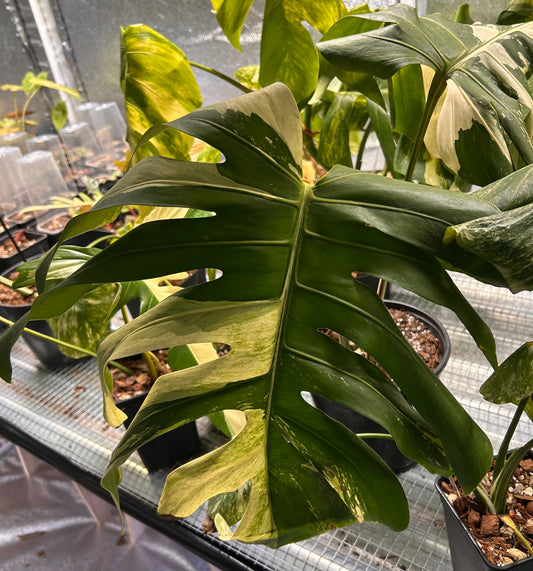 Monstera Jungle Mint - Sur Mesure