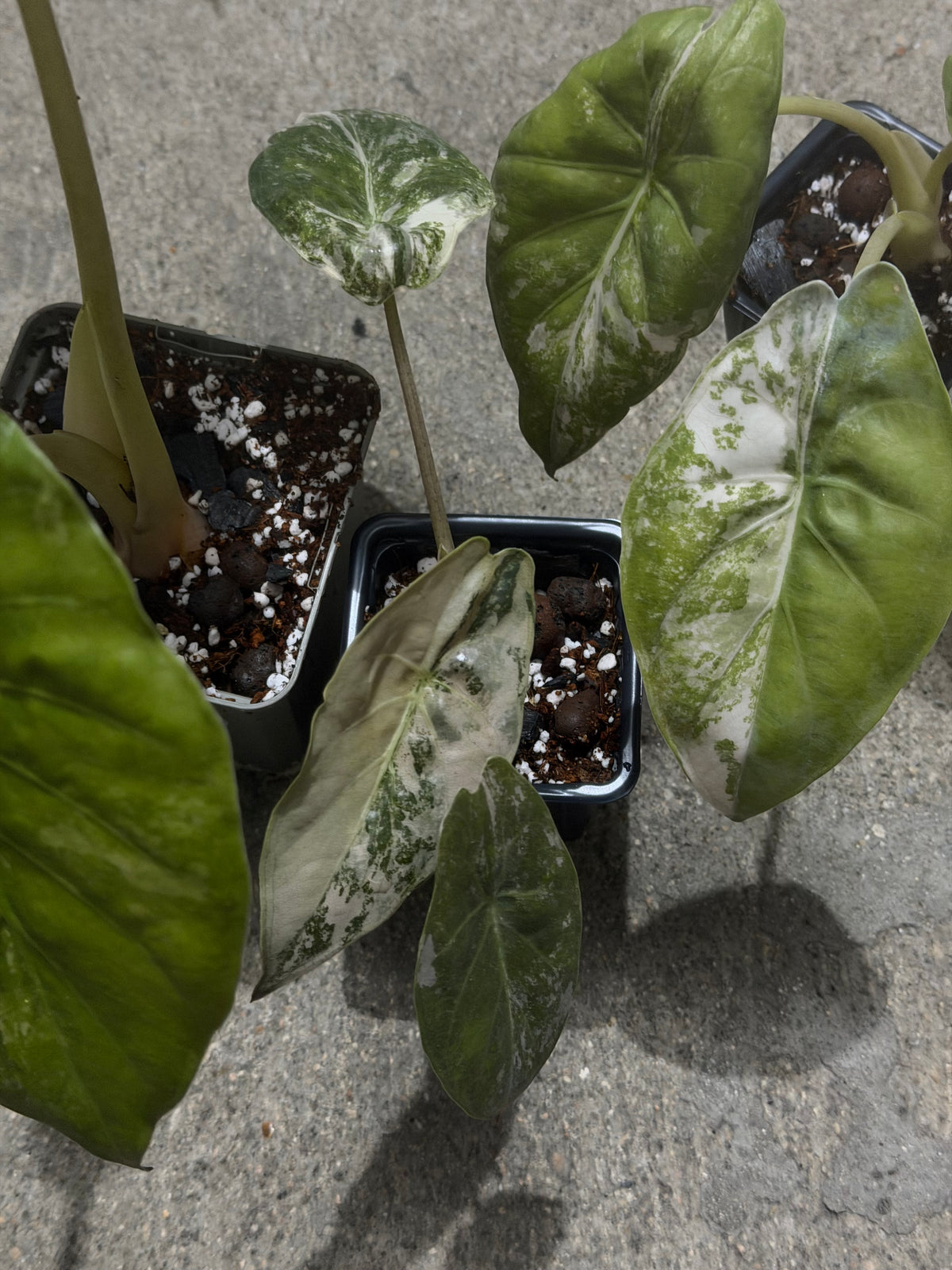 Alocasia Wentii Pink