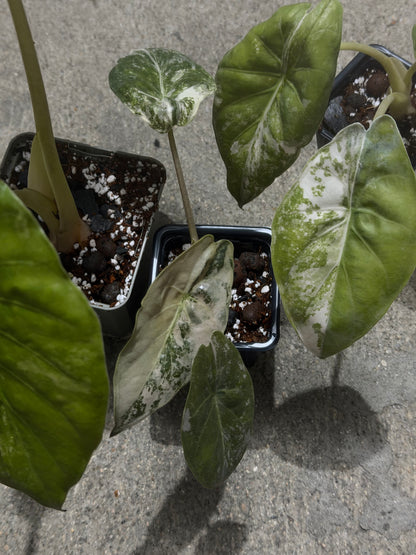 Alocasia Wentii Pink