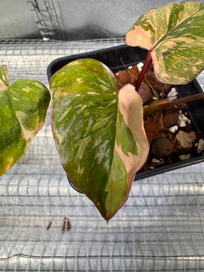 Homalomena Rubescens Pink Mutation Variegata