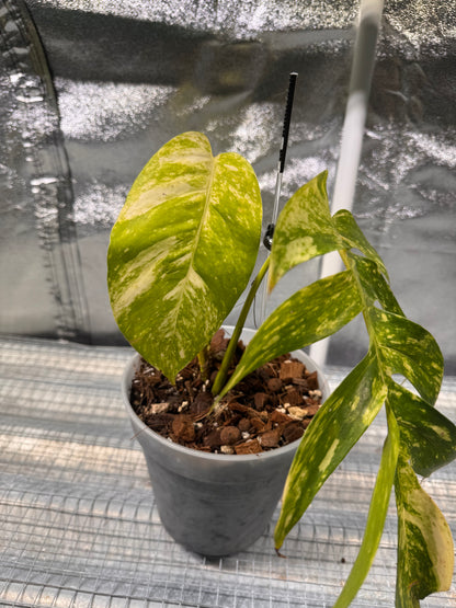 Epipremnun Pinnatum Gold Flame Variegated