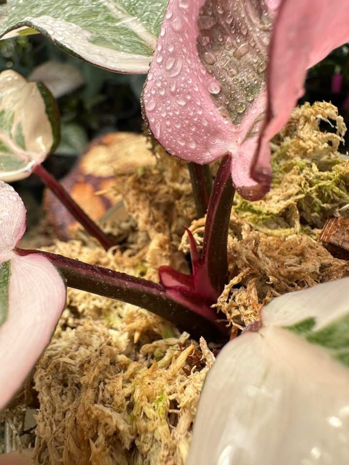 Philodendron Pink Princess « Mutation » - Livraison 30 jours