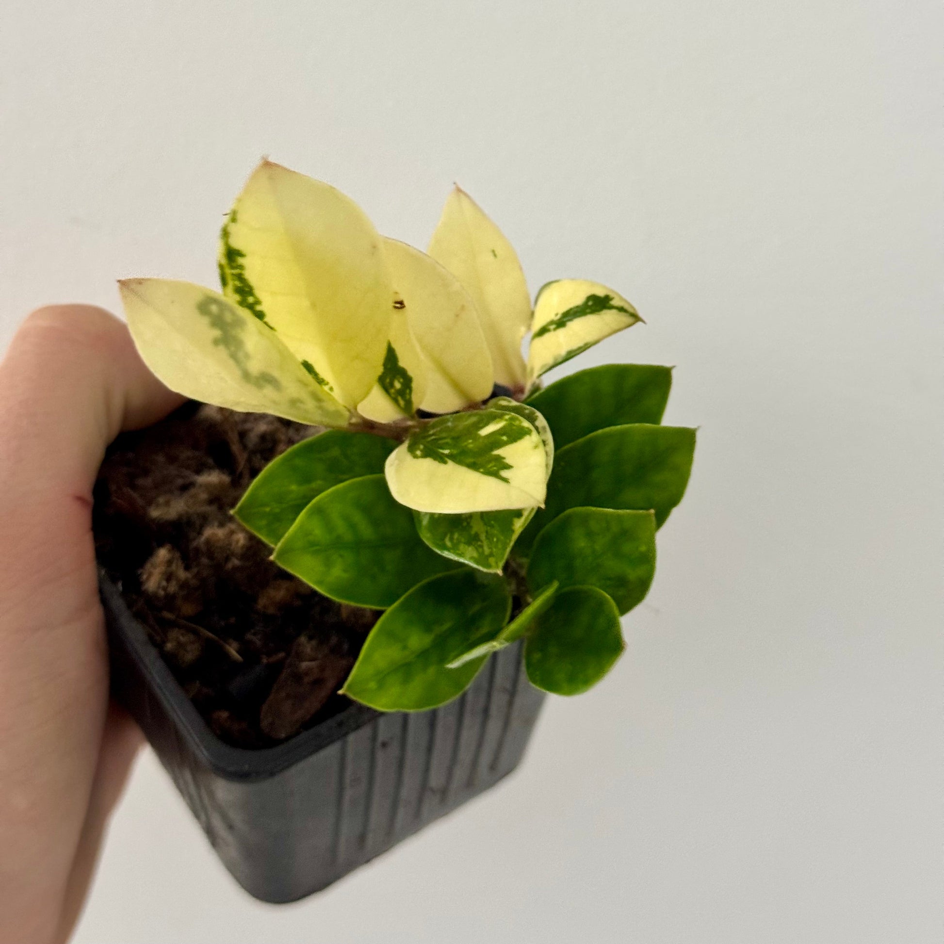 Zamioculcas Zamiifolia Variegata Halfmoon Green and White Plants
