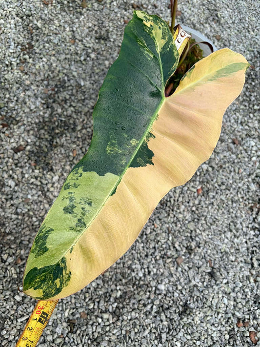Philodendron Brown Beauty