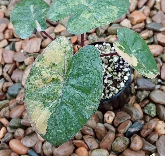 Alocasia  Yucatan Gold Pink (new) X 2 / Homalomena Pink Variegata (rhizome) - Sur Mesure