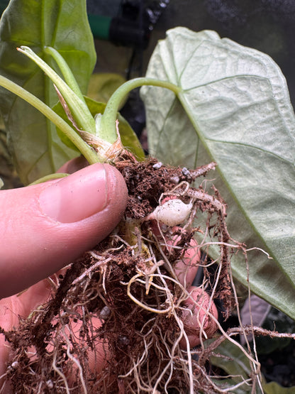 Alocasia Dragon Breath Aurea - Knolle