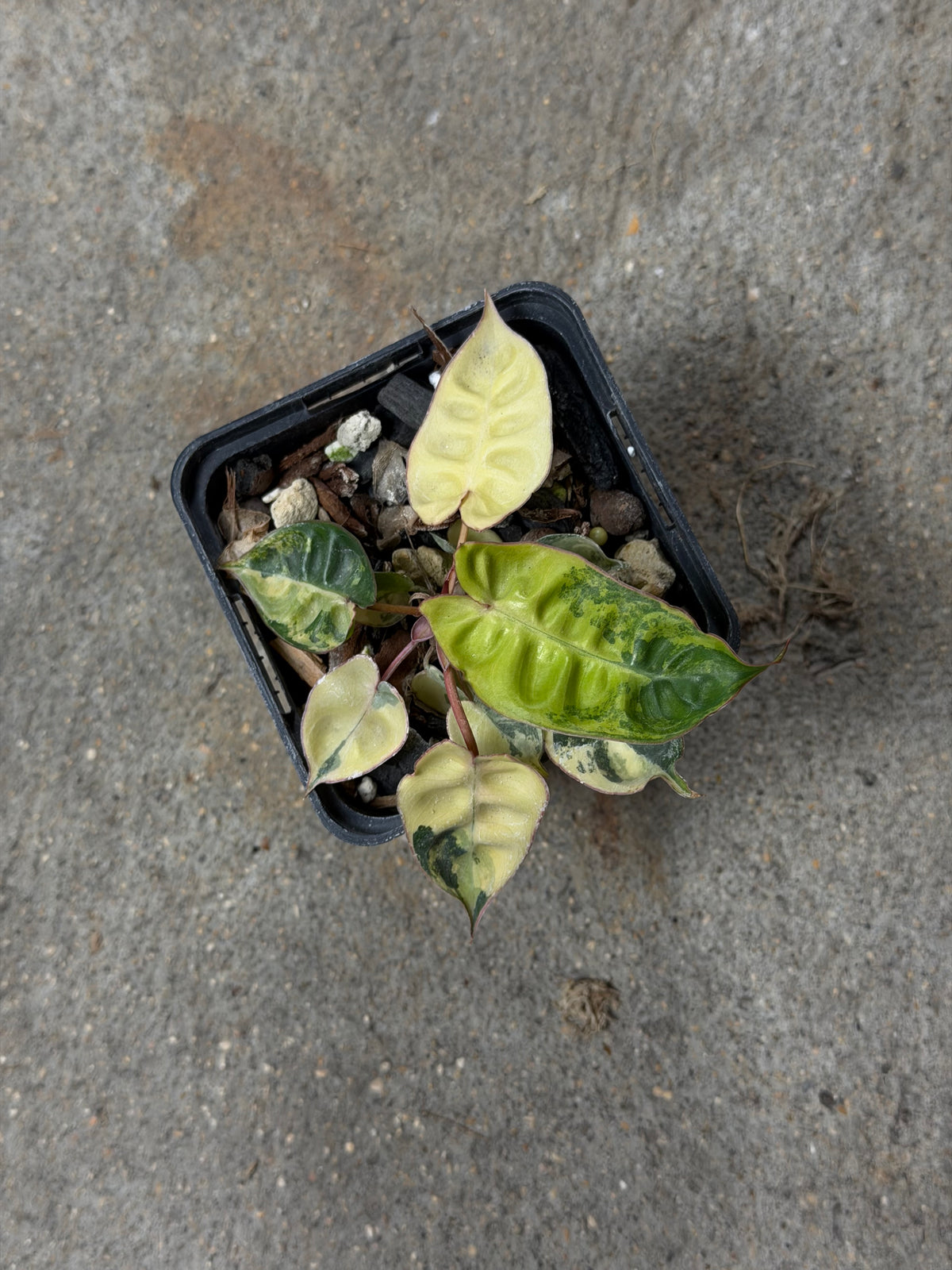 Philodendron Billitiae Variegata