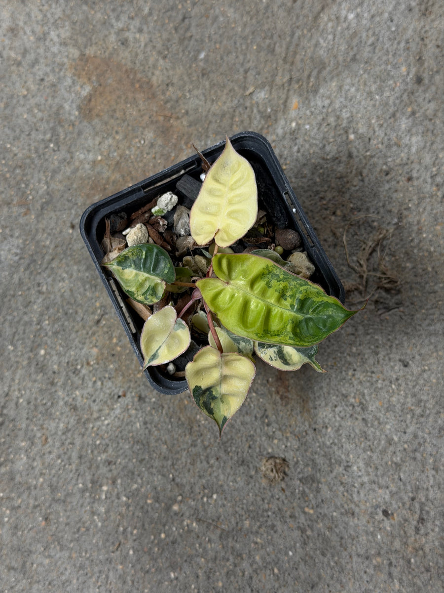 Philodendron Billietiae Variegata