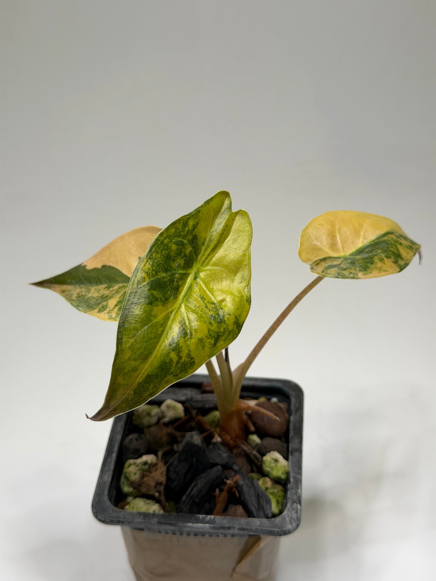 Alocasia Wentii Aurea