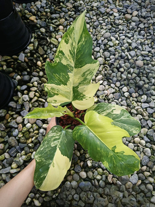 Philodendron (Florida Beauty x Mayoi) x Distantilobum Variegata - Livraison 30 jours