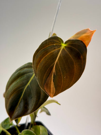 Philodendron Melanochrysum Variegated TC (Acclimated)