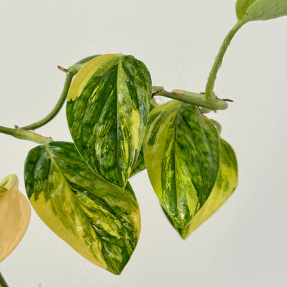Monstera Karstenianum Peru Variegata Green and White Plants