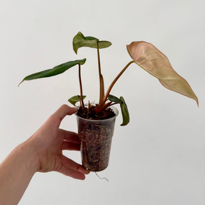 Philodendron Billienium H Green and White Plants