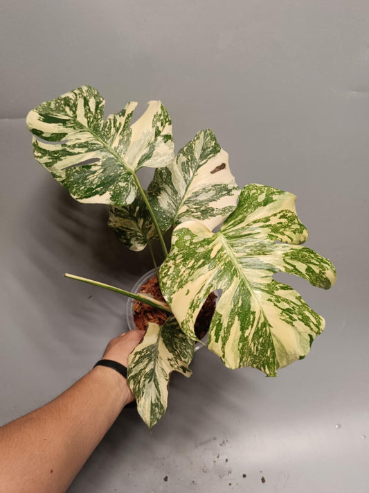 Monstera Deliciosa Crème Brûlée Grade AA - Précommande Green and White Plants