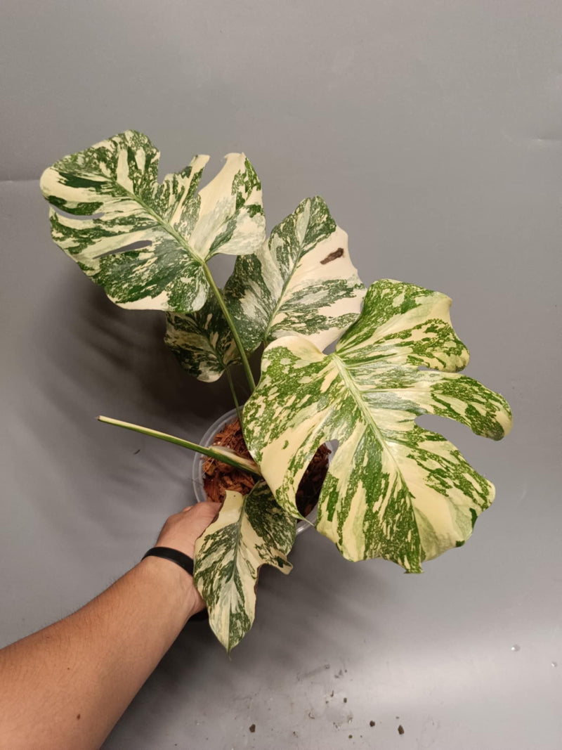 Monstera Deliciosa Crème Brûlée Grade AA - Pre-Order