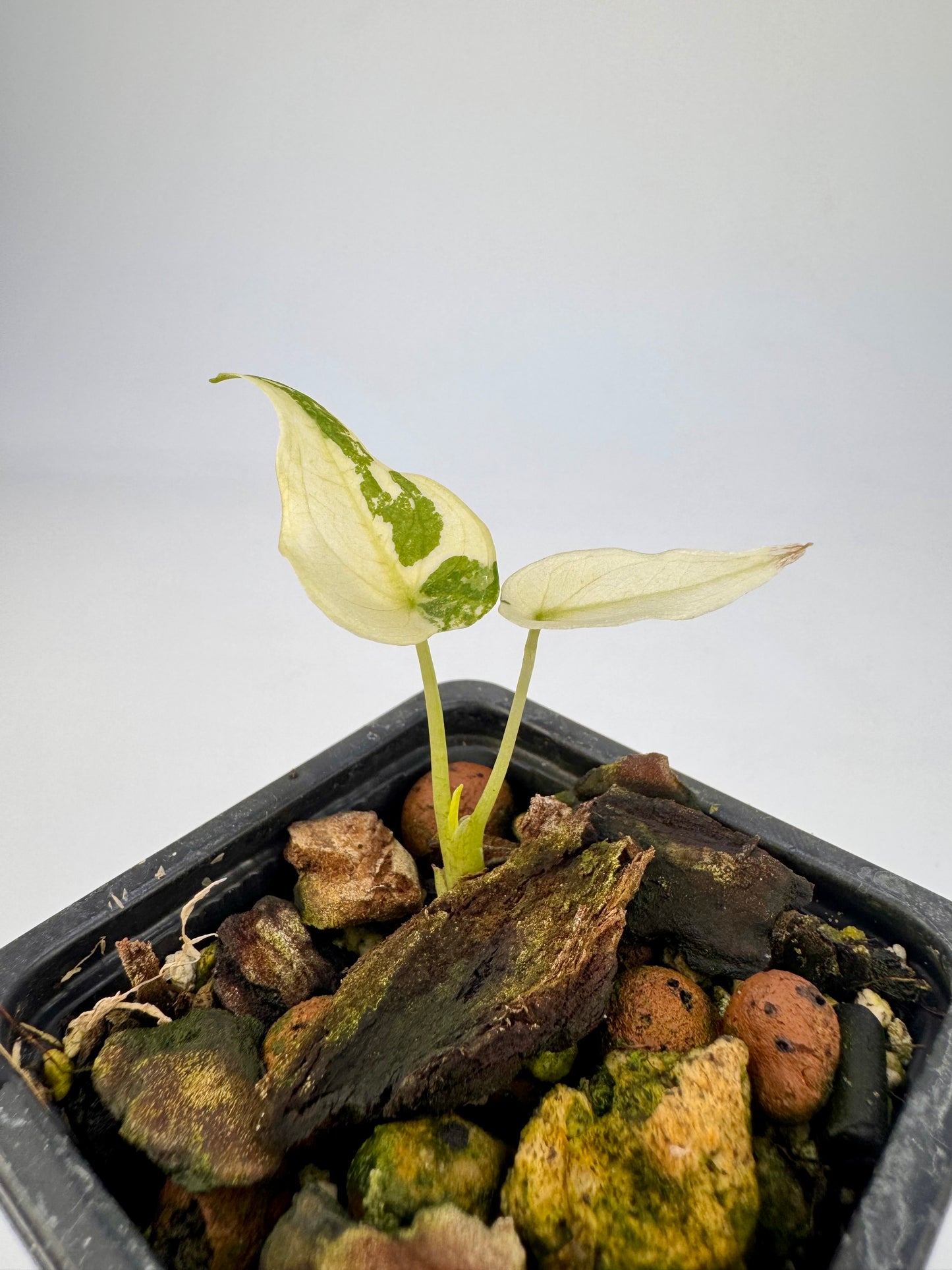 Alocasia Cuculatta « Wagyu » Albo Variegata