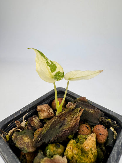 Alocasia Cuculatta « Wagyu » Albo Variegata