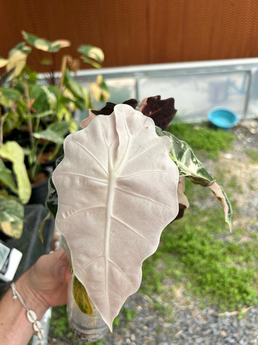 Alocasia Amazonica Pink/Mint Mature - Sur Mesure