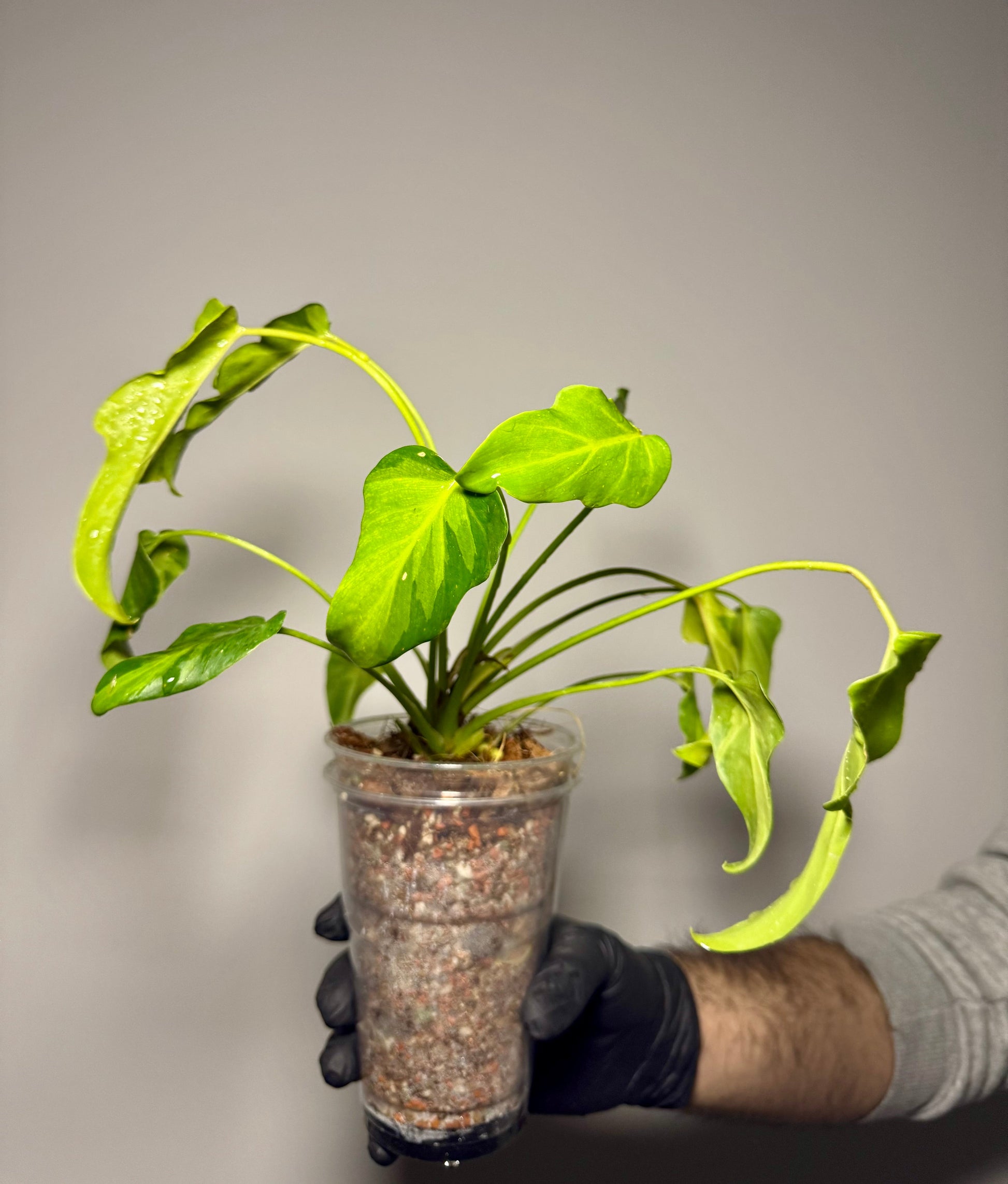 Philodendron Xanadu Variegata Green and White Plants