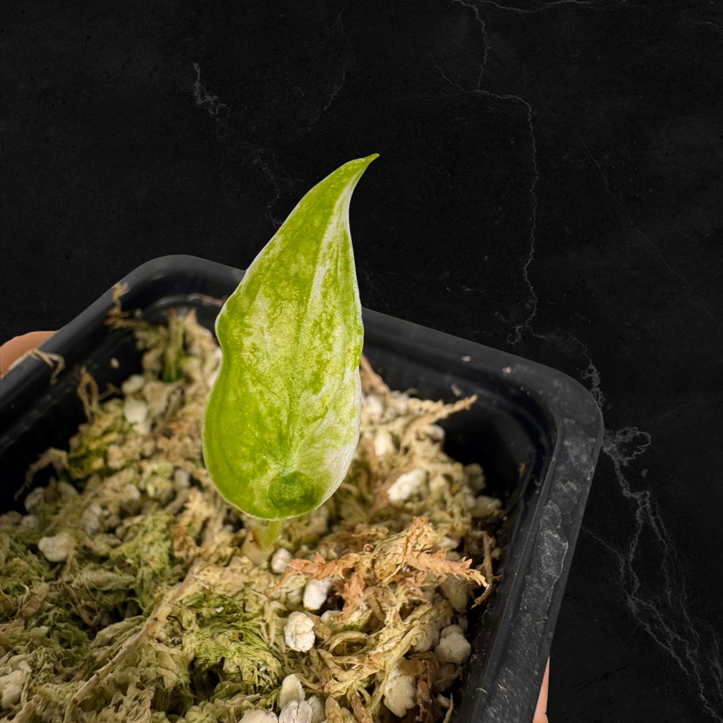 Alocasia Cuculatta « Wagyu » Albo Variegata - Tronçon (1/2 petites feuilles)