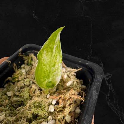 Alocasia Cuculatta « Wagyu » Albo Variegata - Tronçon (1/2 petites feuilles)