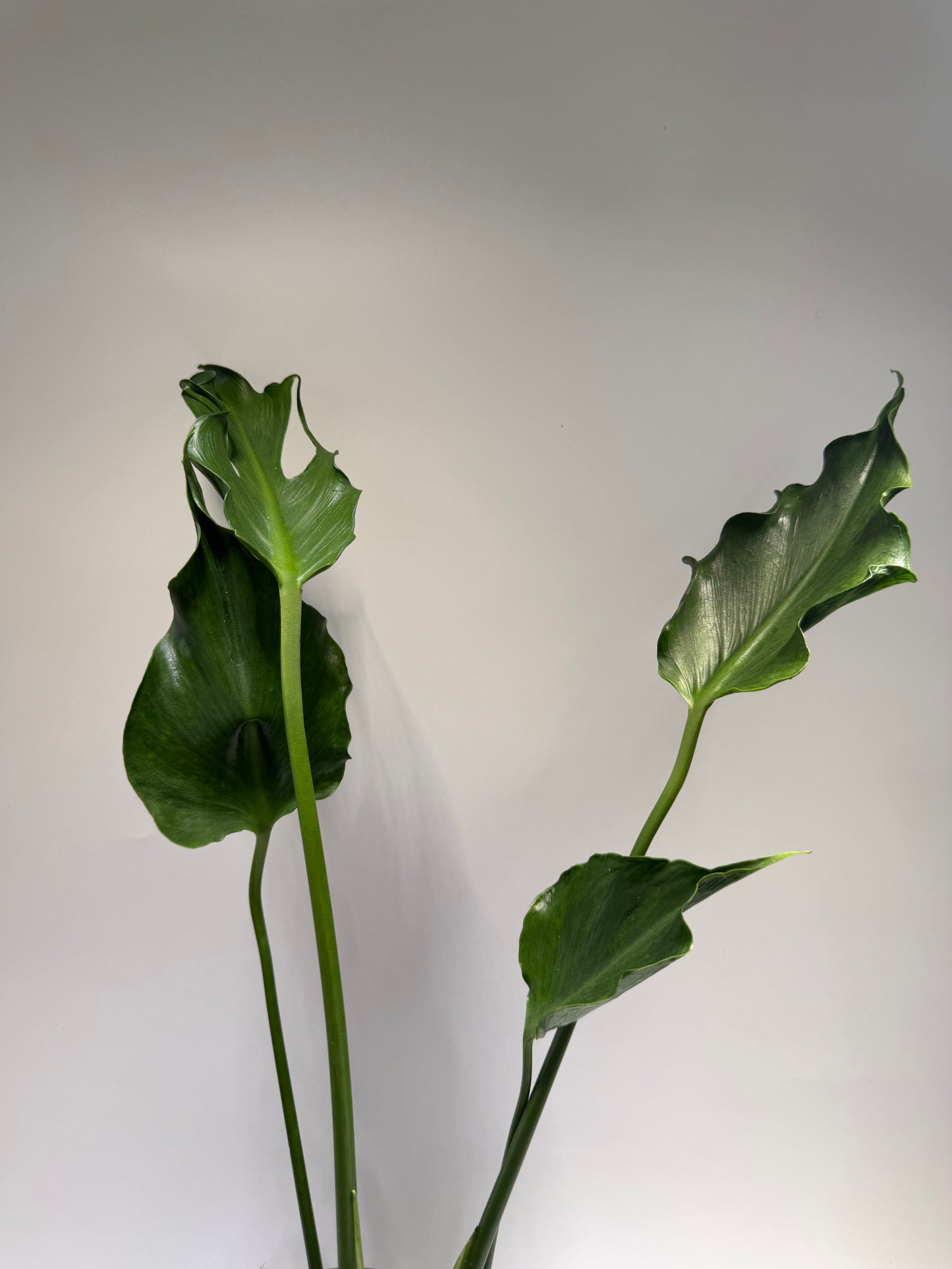 Monstera Unniae