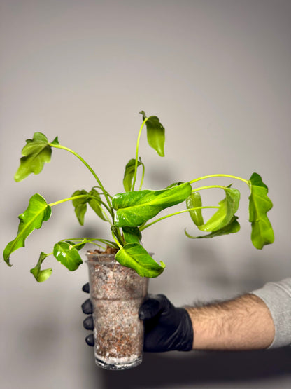 Philodendron Xanadu Variegata Green and White Plants