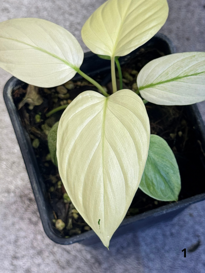 Homalomena Full Mint