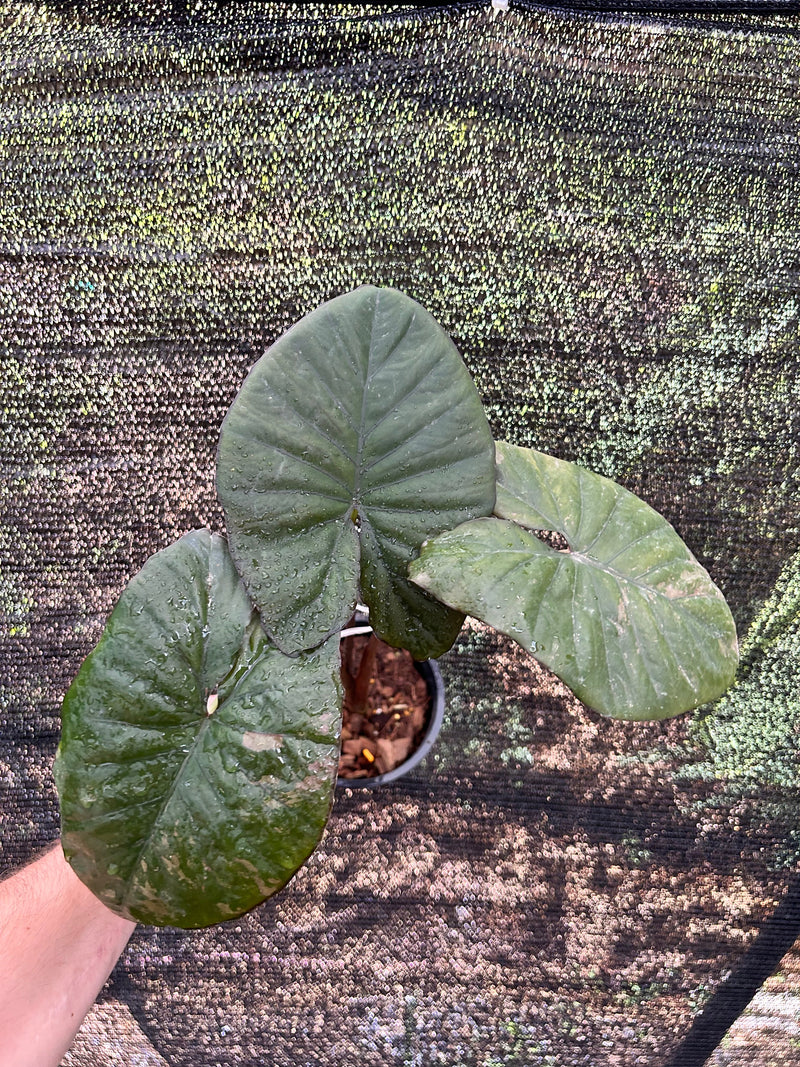 Alocasia Serendipity Pink Low Variegata XL - Pre-order