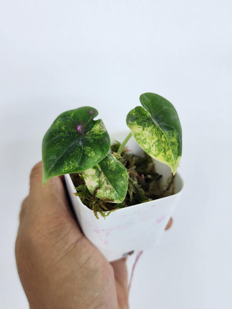 Alocasia Melo Aurea - Pre-order