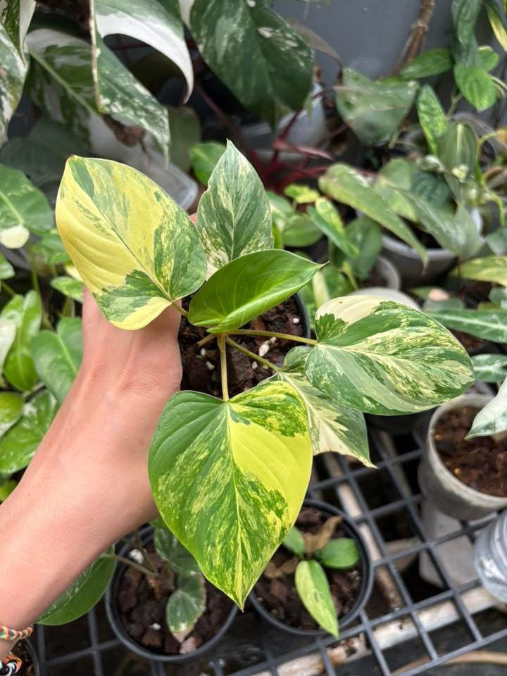 Homalomena Rubescens Aurea Variegata - Livraison 30 jours