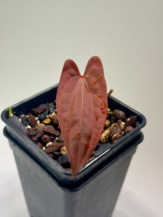 Anthurium Sagittatum x Red Dark Phœnix