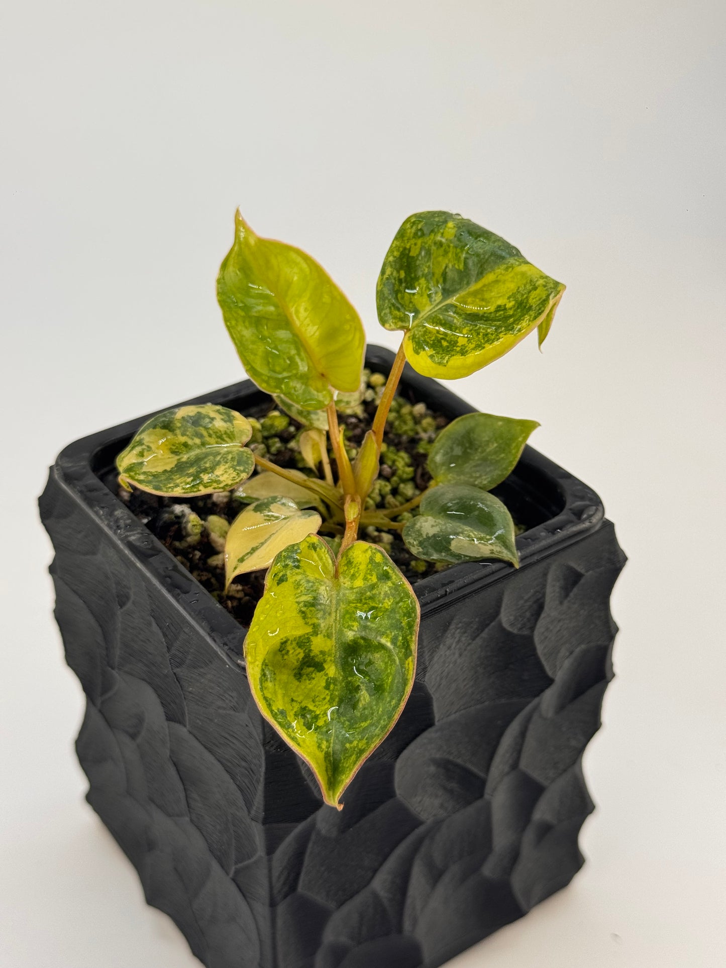 Philodendron Billitiae Variegata