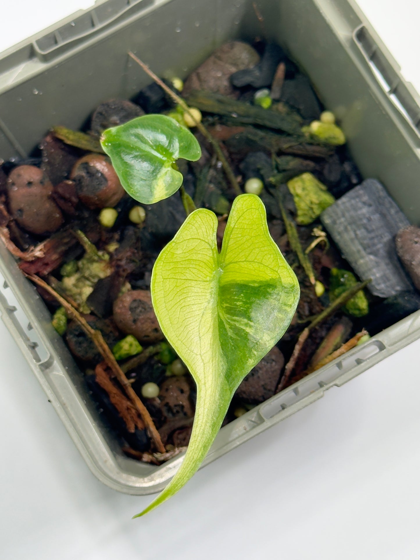 Alocasia Stingray Aurea Mint