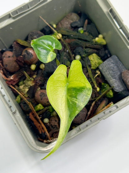 Alocasia Stingray Aurea Mint