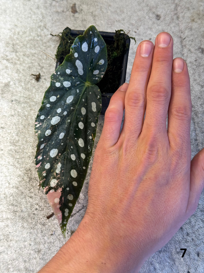 Bégonia Maculata Pink Variegata