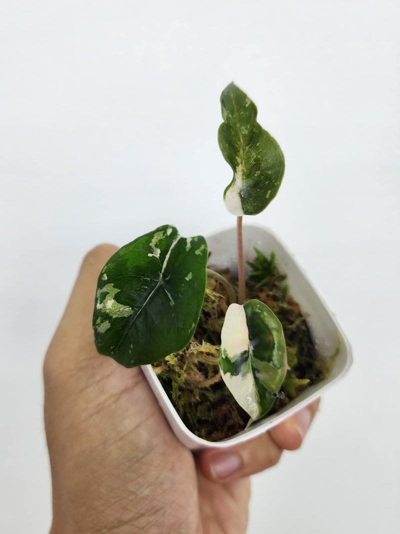 Alocasia Chantrieri Pink - Pre-order